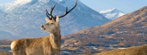 scotland