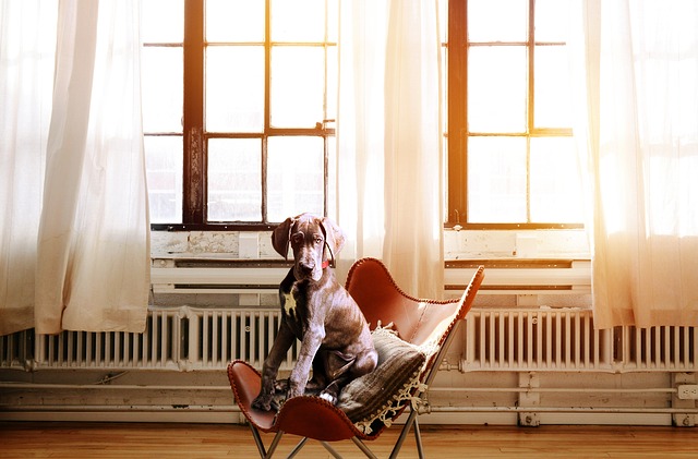 dog-sat-on-chair-keep-warm